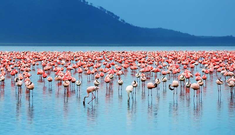 flamingos 2